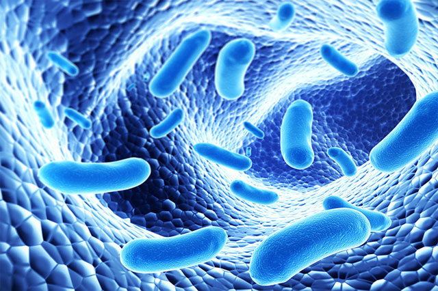 Effective Microorganisms